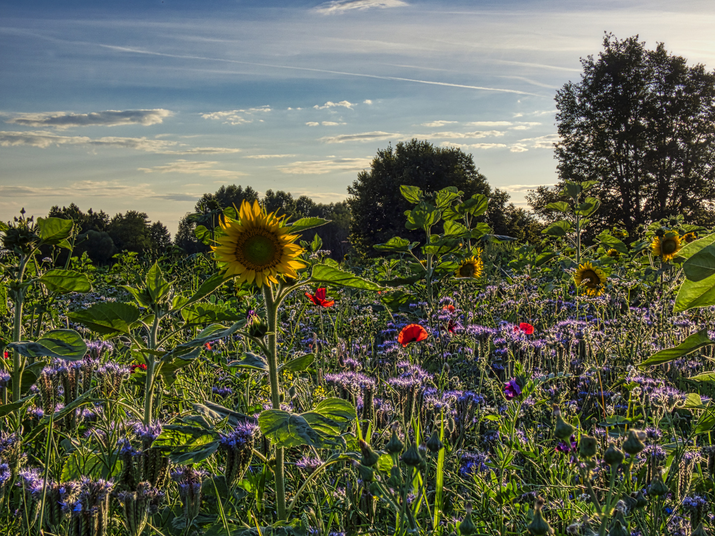 Bienenwiese