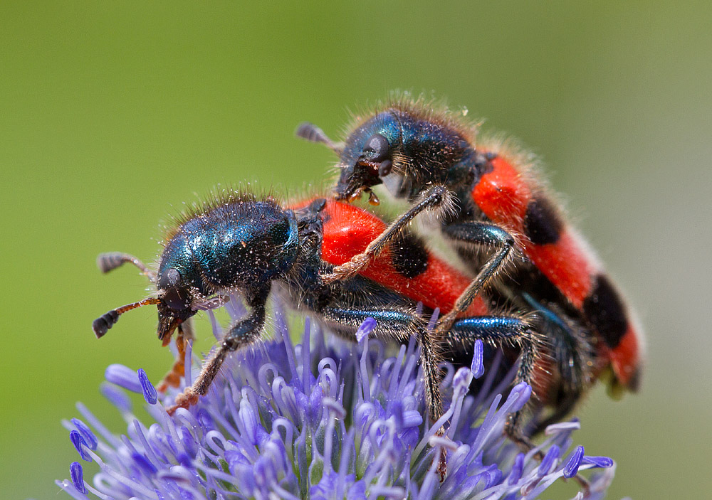 Bienenwöfe..