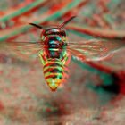 Bienenwolf [3D]