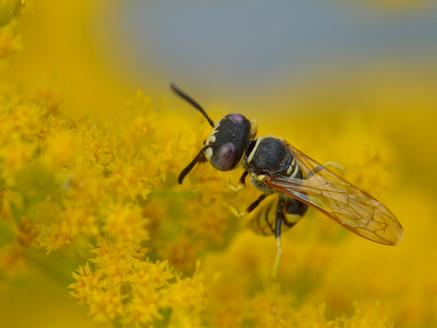 Bienenwolf