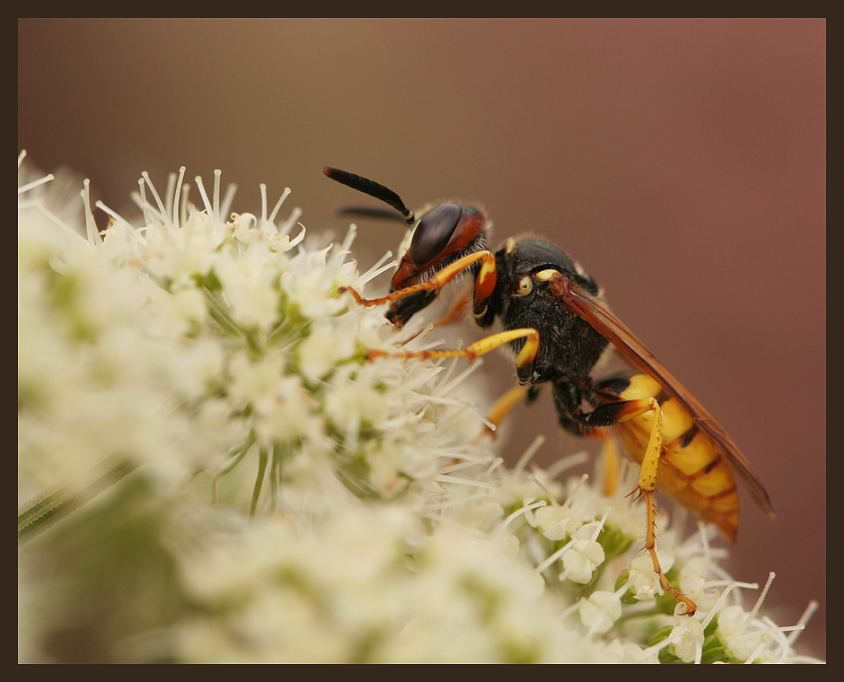 Bienenwolf