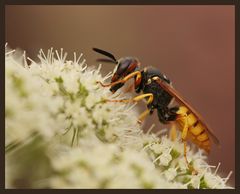 Bienenwolf