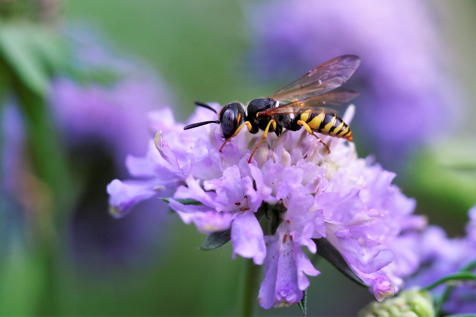 Bienenwolf