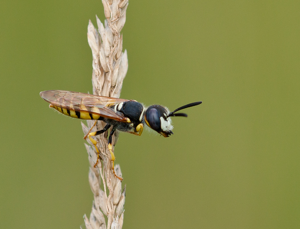 Bienenwolf