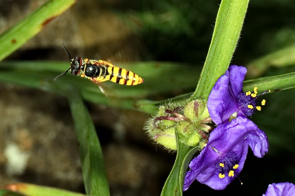 Bienenwolf 