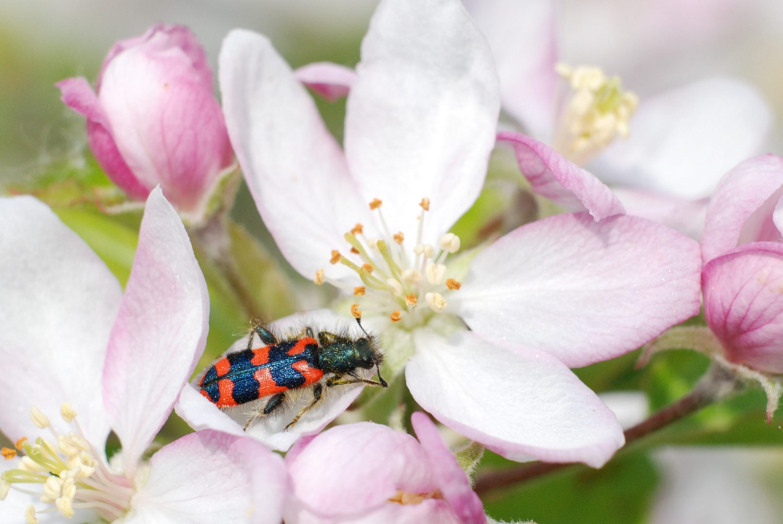 Bienenwolf auf Apfelblüten