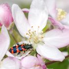 Bienenwolf auf Apfelblüten