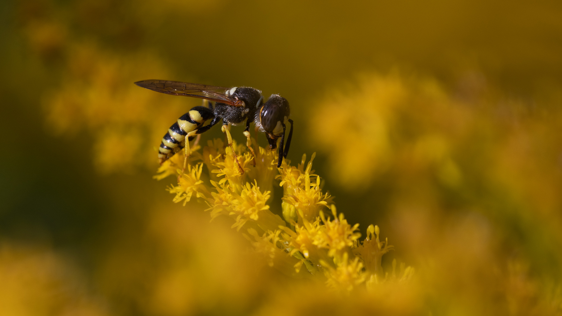 Bienenwolf auf Blüten