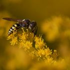 Bienenwolf auf Blüten