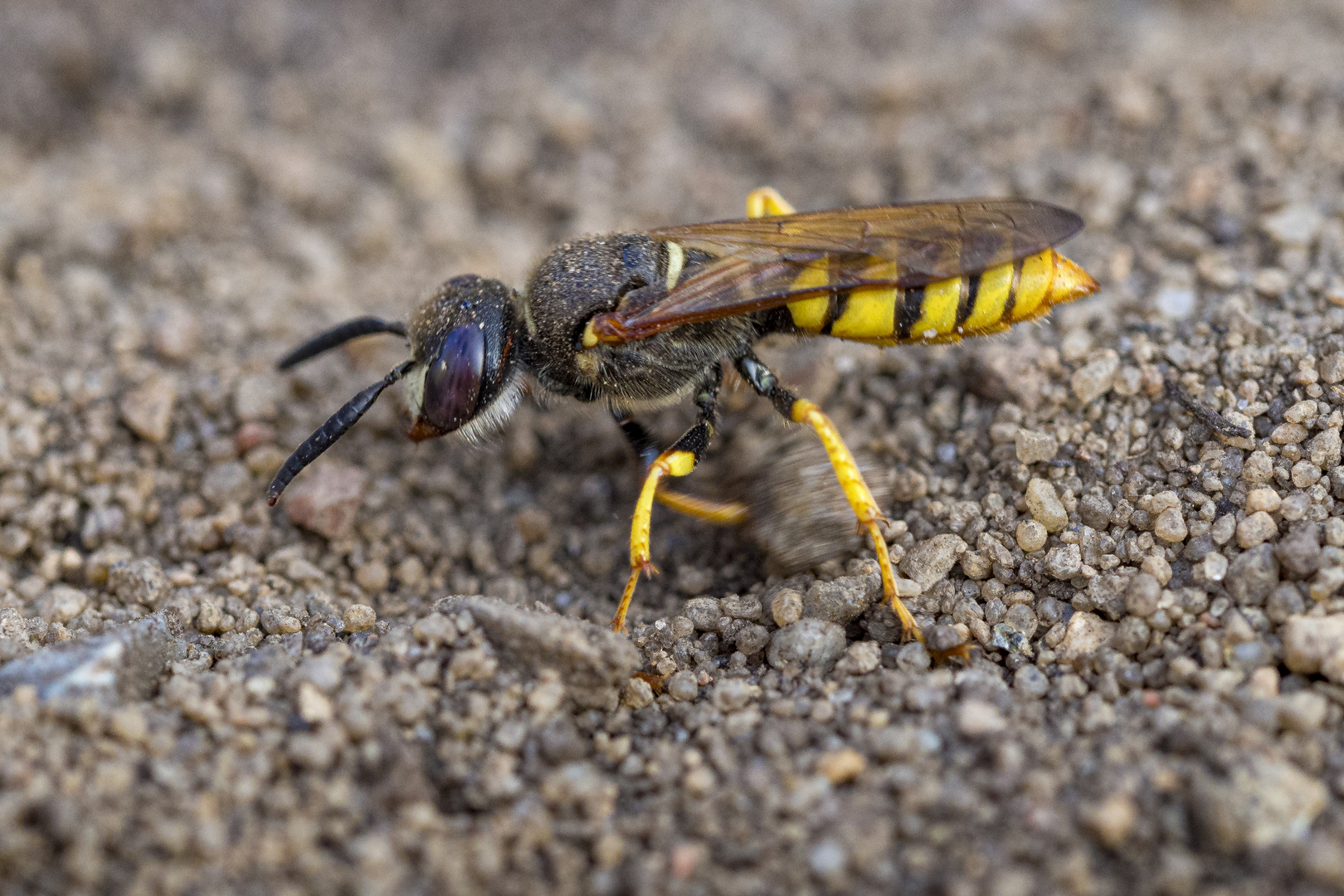 Bienenwolf bei der Arbeit