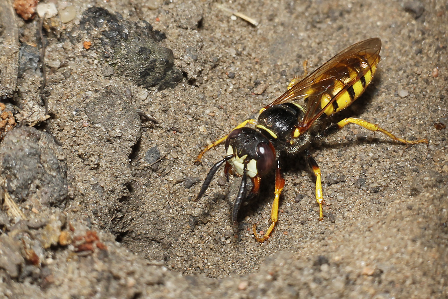 Bienenwolf beim Hausputz