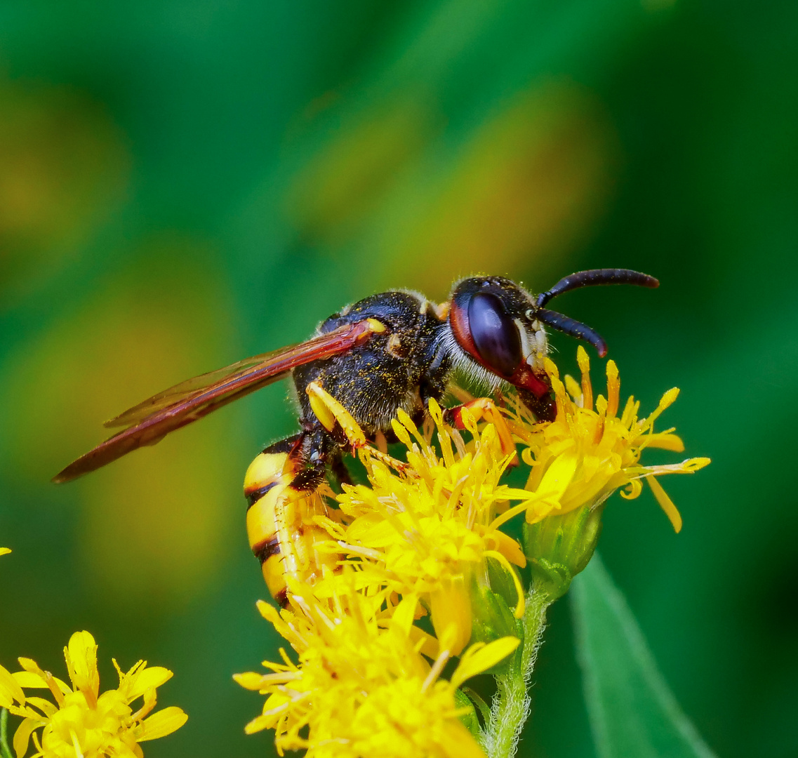 Bienenwolf beim Naschen