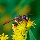 Bienenwolf beim Naschen