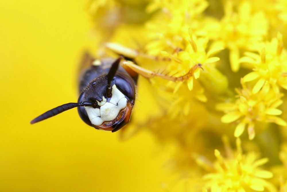 Bienenwolf by Sonja Haase 