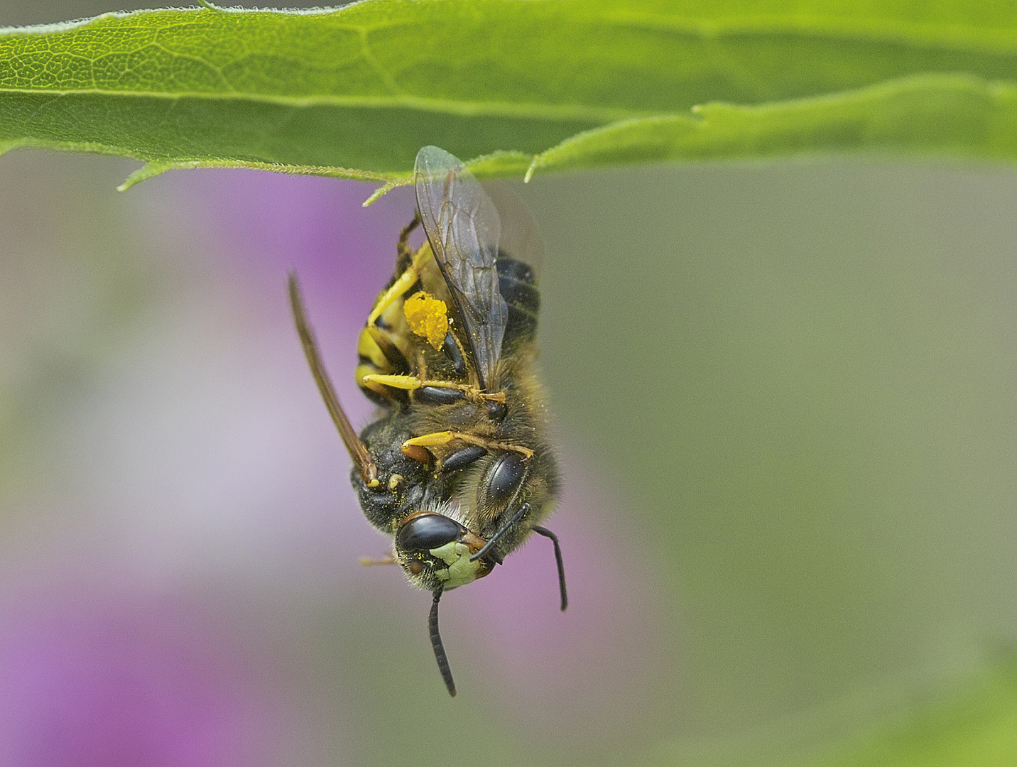 Bienenwolf erlegt Biene