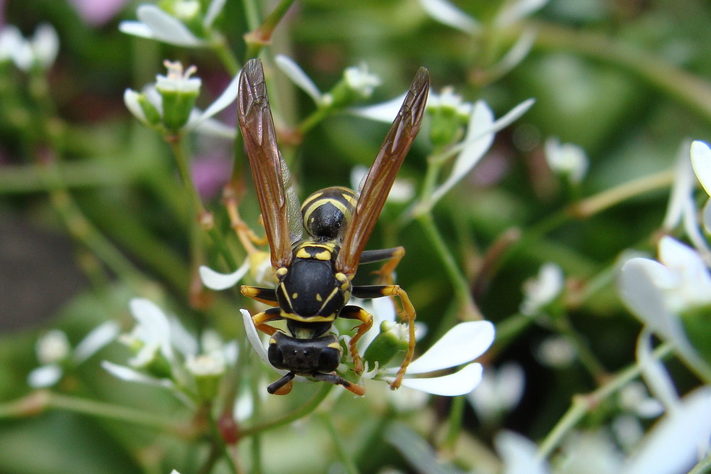 Bienenwolf