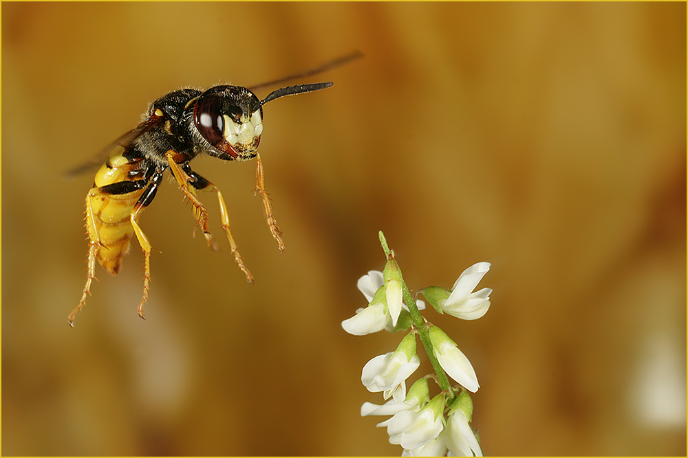 Bienenwolf