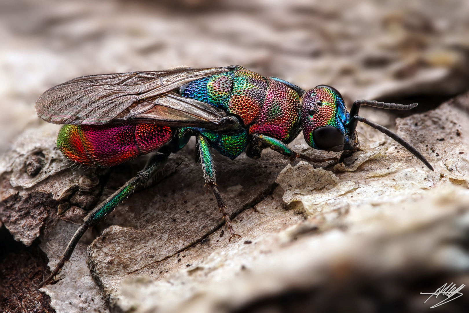 Bienenwolf-Goldwespe (Hedychrum rutilans)