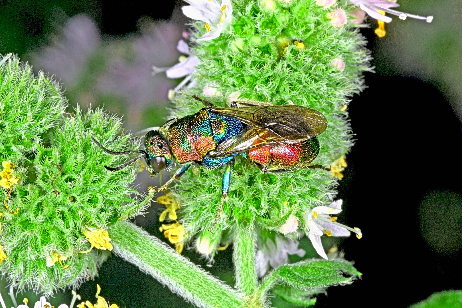 Bienenwolf-Goldwespe (Hedychrum rutilans)