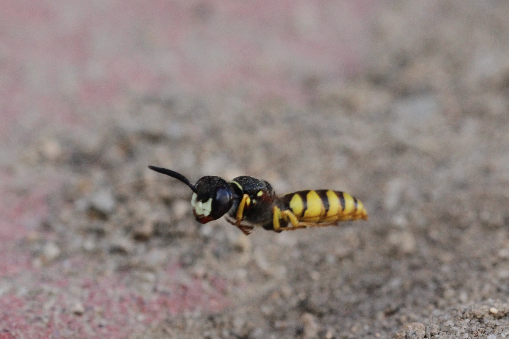 Bienenwolf im Anflug