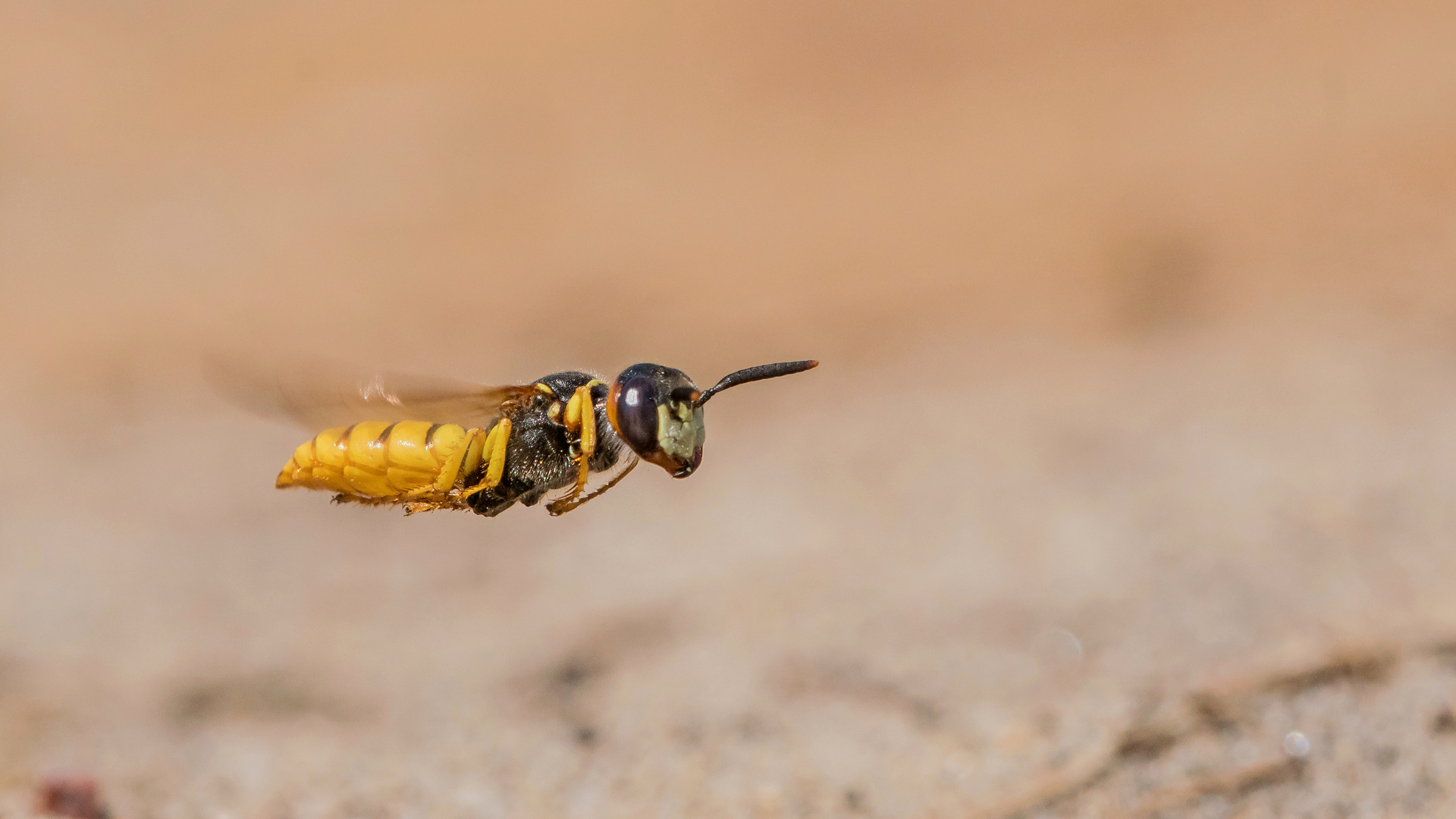 Bienenwolf im Flug