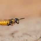 Bienenwolf im Flug