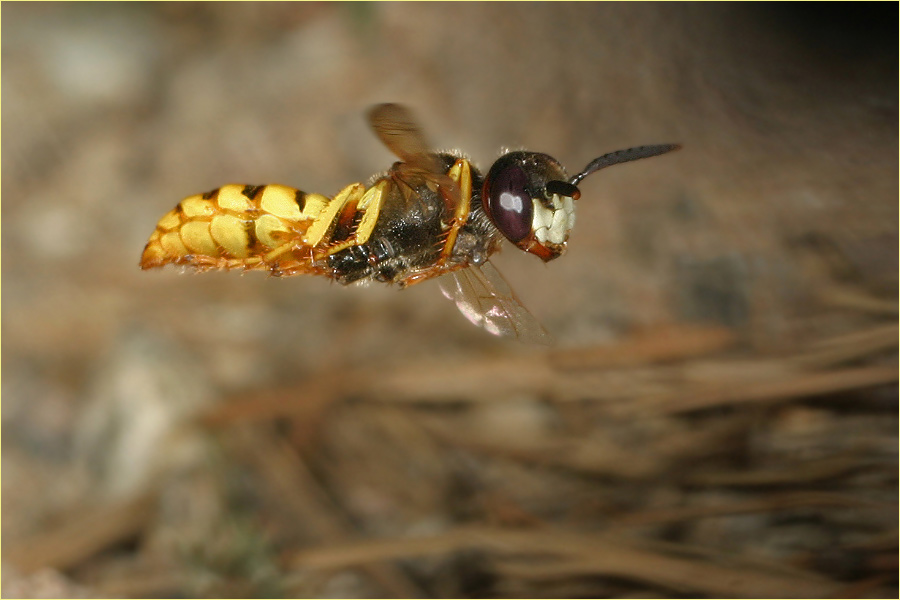 Bienenwolf in Schräglage