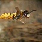 Bienenwolf in Schräglage