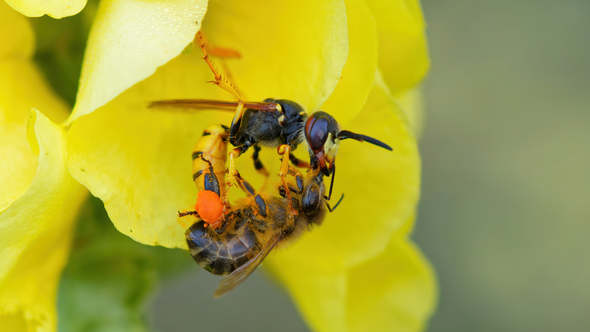 Bienenwolf Jagderfolg