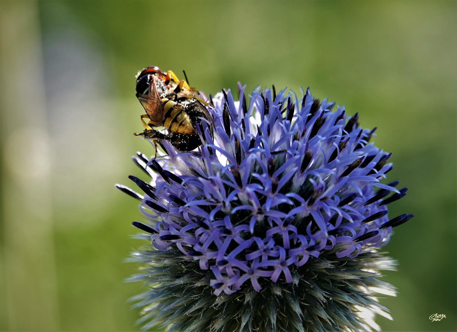 Bienenwolf mit Beute