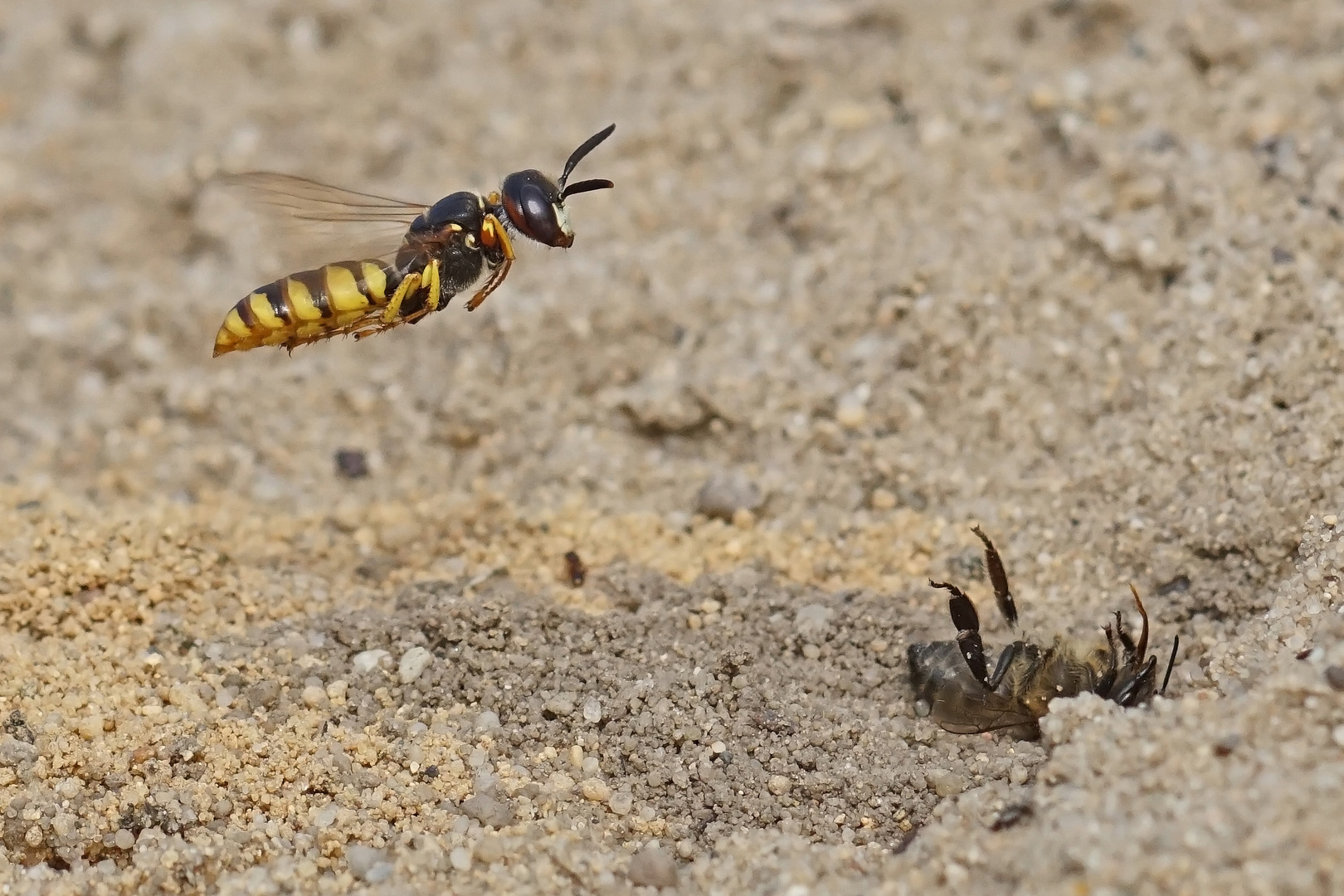 Bienenwolf mit Beute