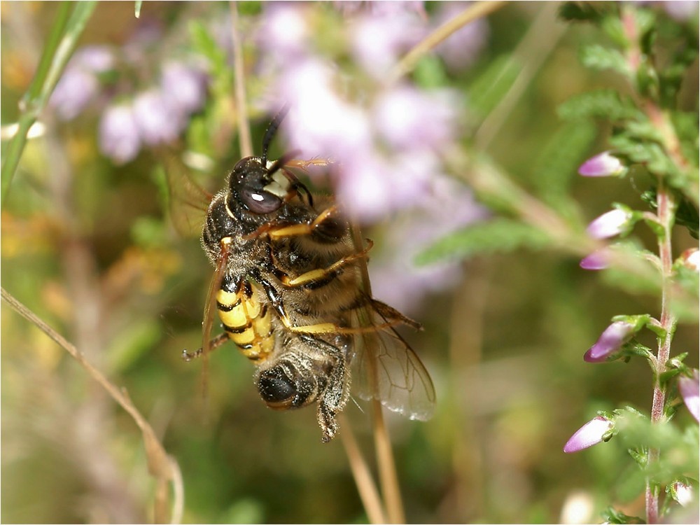 Bienenwolf mit Beute