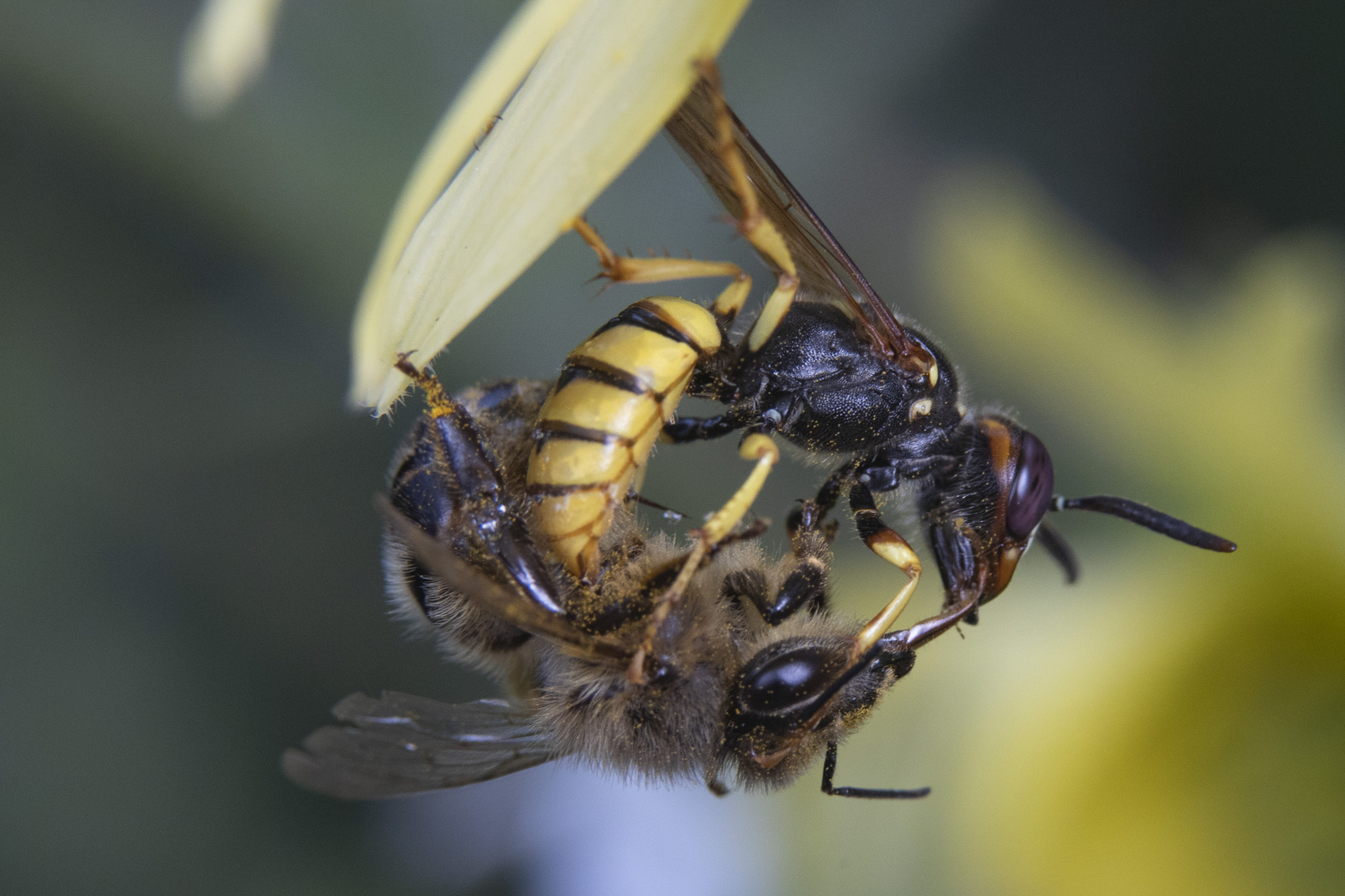 Bienenwolf mit Beute I