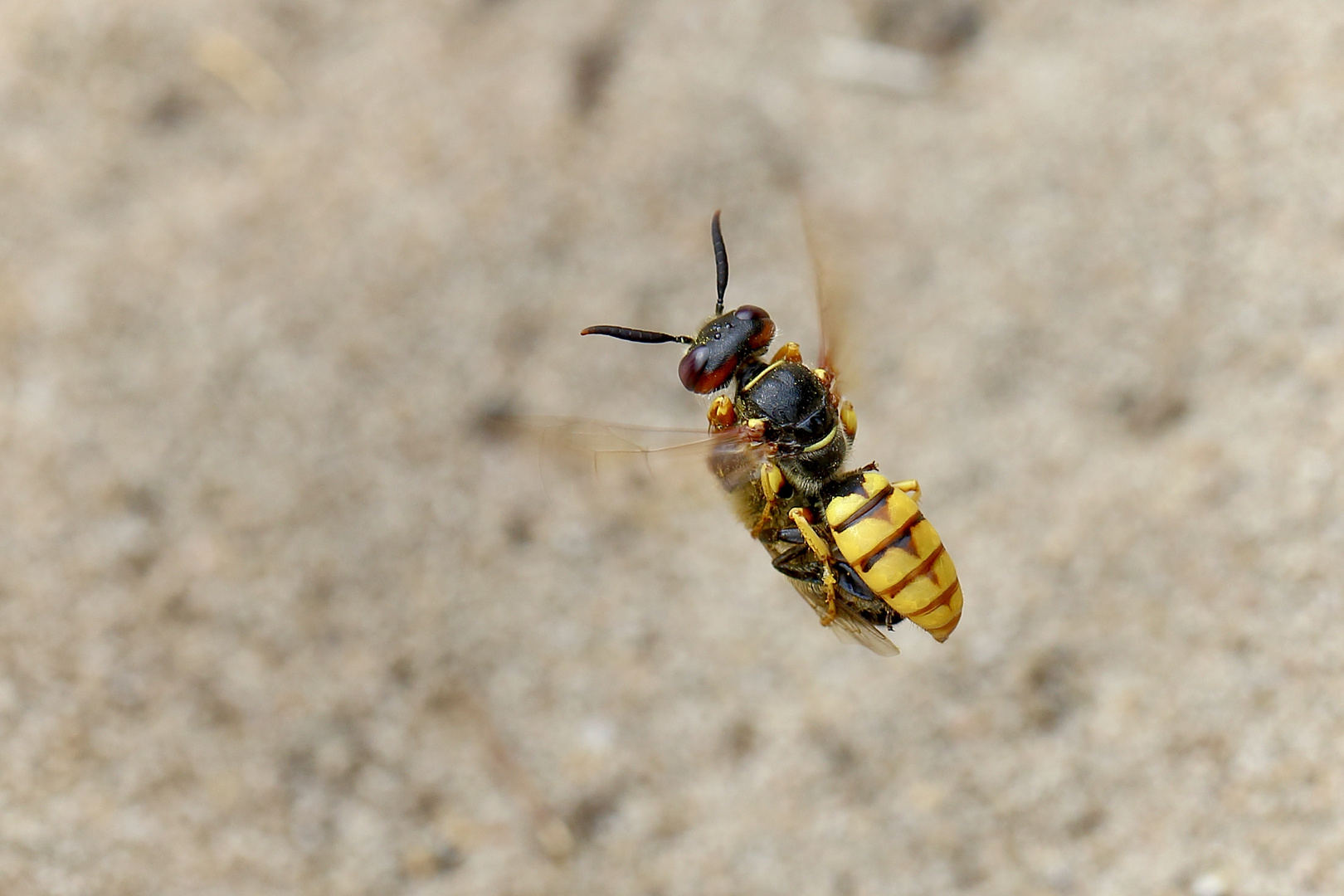  Bienenwolf mit Essensschwertransport