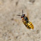  Bienenwolf mit Essensschwertransport