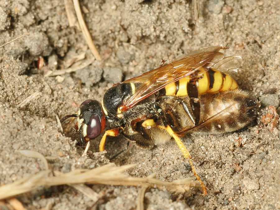 Bienenwolf mit Honigbiene
