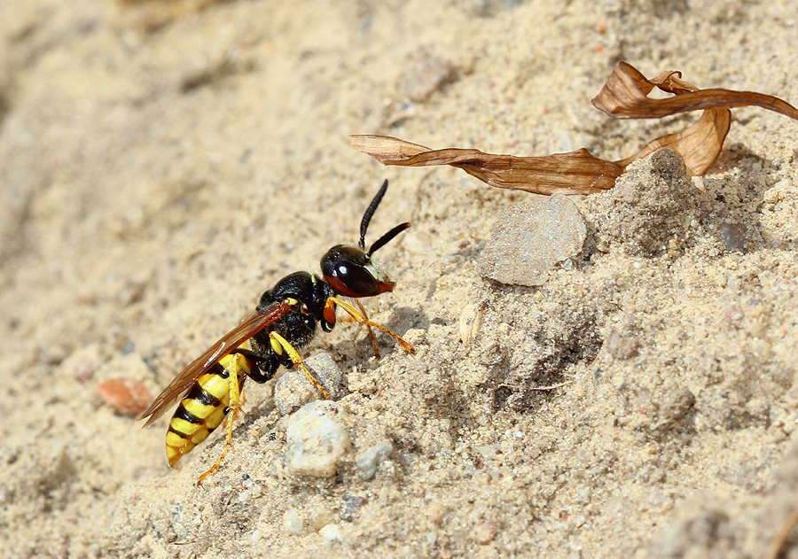 Bienenwolf (Philanthus triangulum)