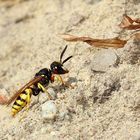 Bienenwolf (Philanthus triangulum)