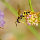 Bienenwolf (Philanthus triangulum)