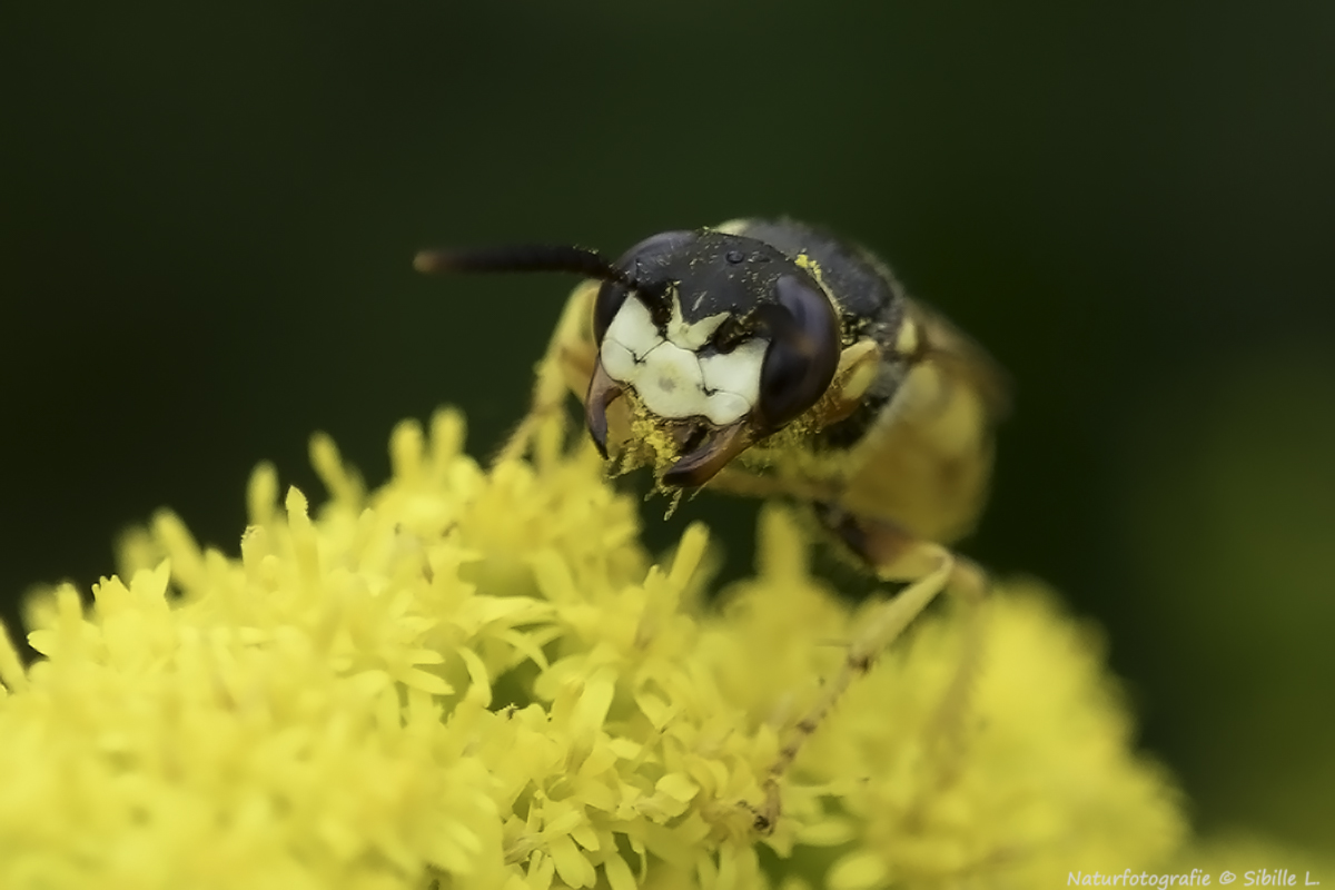 Bienenwolf (Philanthus triangulum)