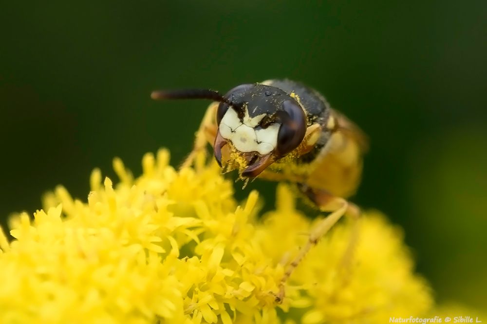 Bienenwolf (Philanthus triangulum)