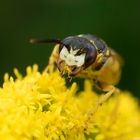 Bienenwolf (Philanthus triangulum)