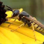 Bienenwolf (Philanthus triangulum)