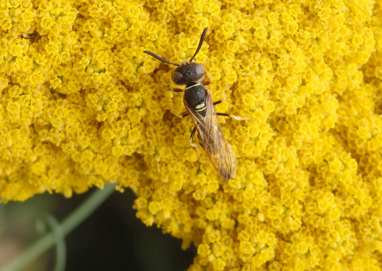 Bienenwolf (Philanthus triangulum)