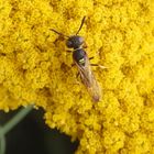 Bienenwolf (Philanthus triangulum)