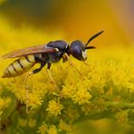 Bienenwolf (Philanthus triangulum)