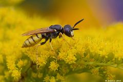 Bienenwolf (Philanthus triangulum)