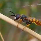 * Bienenwolf (Philanthus triangulum) *