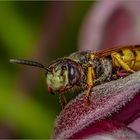  Bienenwolf (Philanthus triangulum)