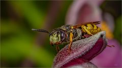  Bienenwolf (Philanthus triangulum)